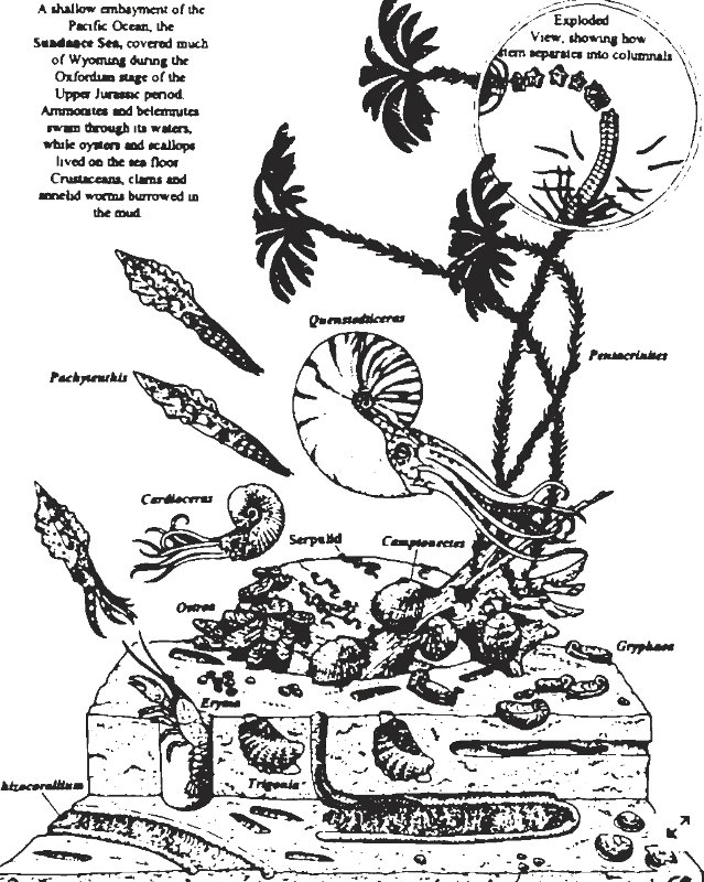 Animals stencil example